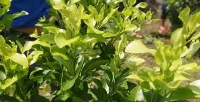 叶子黄了是缺什么肥料 对症施肥五类肥才是正确的做法