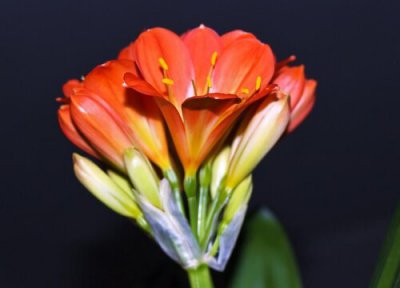 君子兰开花不 君子兰开花必须满足的几个硬性条件