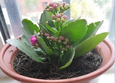 夏天刚买回来的长寿花怎么养 长寿花夏季如何养护能养活