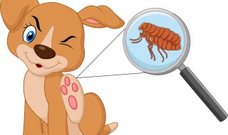 跳蚤和虱子的区别 虱子是跳蚤是一样的吗