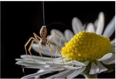 世界上还有会飞的蜘蛛 没有翅膀蜘蛛是怎么飞行的