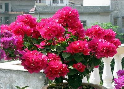 雨伞为什么是三角形的 想要把三角梅塑造成雨伞状