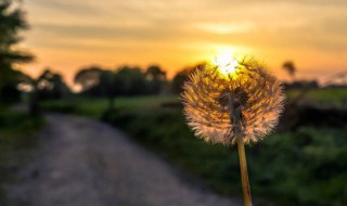 励志正能量经典短句早安 早安心语优美的语句