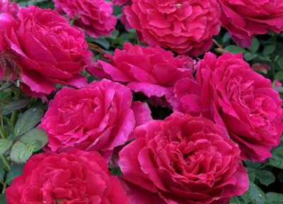 月季怎么修剪可以长出新枝芽 月季修剪后长出的新芽还要修剪吗