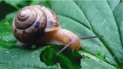 菜叶上鼻涕虫蜗牛用什么方法杀死 怎么防治能彻底消灭