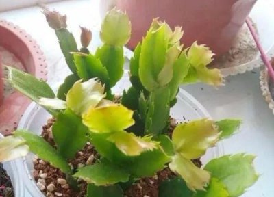 蟹爪兰花谢后如何修剪 蟹爪兰花谢后要不要修剪