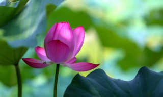 冬季养花盆栽方法 盆栽花冬季在室外如何过冬