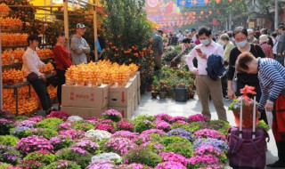 春节时家里摆什么花好呢 春节家里适合摆什么花