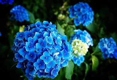 蓝色的花有哪些 这十种蓝色系的花你最喜欢哪一种