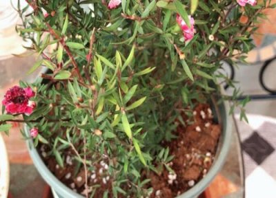 松红梅耐寒吗 松红梅过冬的养殖方法和注意事项