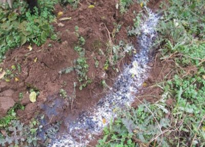 月季修剪后如何养护新芽多又粗壮 修剪后的月季不长嫩枝是怎么回事