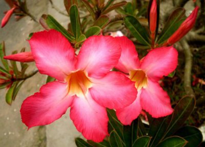 沙漠玫瑰开花时可以喷水吗 夏季沙漠玫瑰喷洒水雾有哪些禁忌