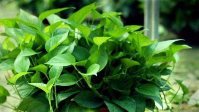 啤酒可以浇绿萝吗 详细解读啤酒浇绿萝的正确方法