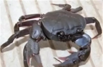 江苏连云港特产有哪些值得购买 可以带走送礼的连云港特产