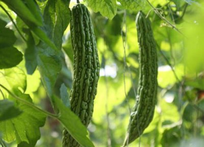 苦瓜种植技术 苦瓜种植技术与管理法