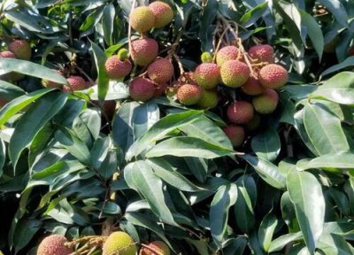 合江荔枝产地 合江荔枝什么时候成熟