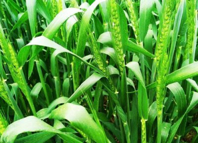 小麦磷酸二氢钾与芸苔素配施最佳时间 芸苔素磷酸二氢钾作用