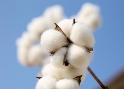 新疆的特产是什么都有哪些 除了特产棉花还有这8种特产