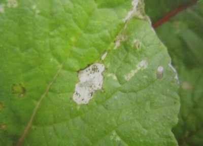 萝卜种植中常见病害 萝卜病虫害防治技术与方法措施