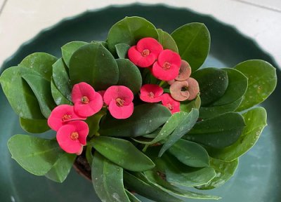 10种不怕太阳晒的盆栽绿植 什么植物喜阳光暴晒且好养