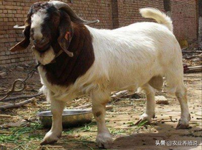 波尔山羊为什么不能养 养殖波尔山羊需要注意哪些问题