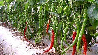 辣椒怎样管理才能高产 种植辣椒结果后注意哪些问题
