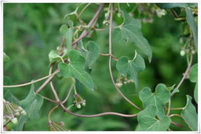 白首乌的功效与作用 白首乌的功效与作用及食用方法