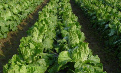 大白菜用什么肥料追肥 上几次肥最好 什么时候用肥