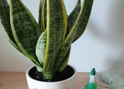 虎皮兰开花期间怎样养护 虎皮兰怎么养护能够快速生长