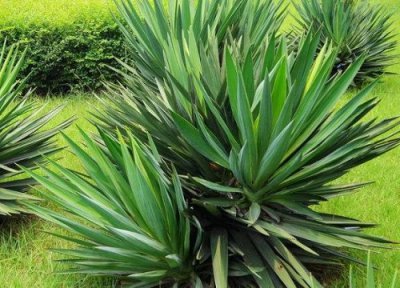 剑麻什么时候开花 开花开多长时间