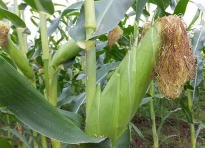 玉米几叶打控旺药最好 玉米控旺最佳时期和注意事项