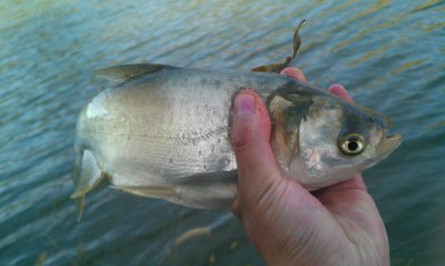 晚上钓鲢鳙效果怎么样 夜钓鲢鳙中鱼率高的小技巧