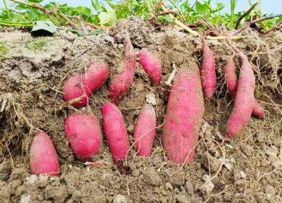 地瓜一年四季都有吗 一般是什么季节出来