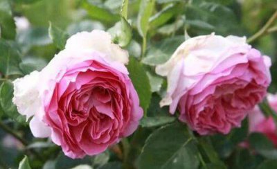 香味浓郁的月季品种排名 香味很浓又好闻的月季花