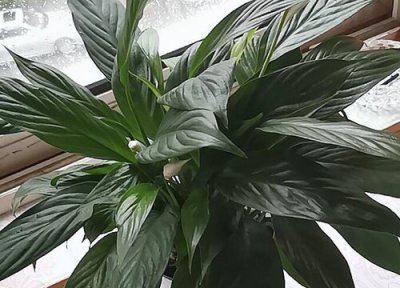 一帆风顺开花多久凋谢 开花后是不是要剪掉