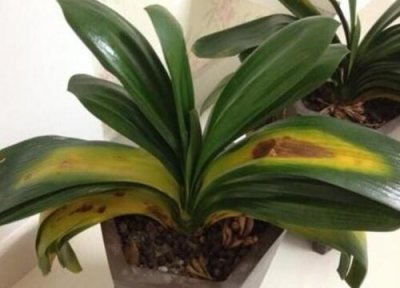 家里养花黄叶处理办法 室内花卉出现黄叶该怎么处理