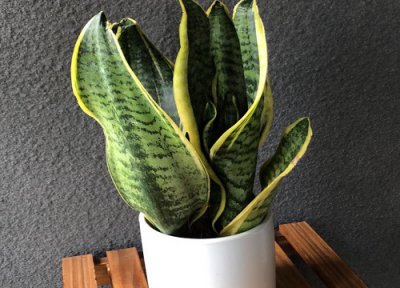 虎皮兰喜阴还是喜阳 虎皮兰能不能晒太阳