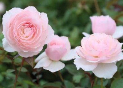 美咲月季是藤本还是灌木 美咲月季属于藤本还是灌木