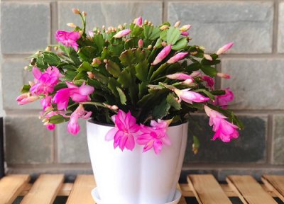 蟹爪兰冬天怎么养才能安全过冬 如何养护和管理能养活