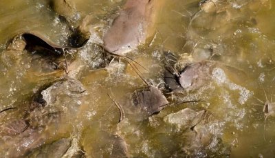 塘鲺鱼为什么不能吃 塘鲺鱼真的是用粪便养殖的吗