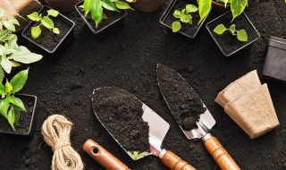 红枫怎么养才长得好 红枫如何养护