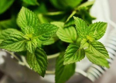 薄荷是否怕冻 薄荷冬天怎么养护