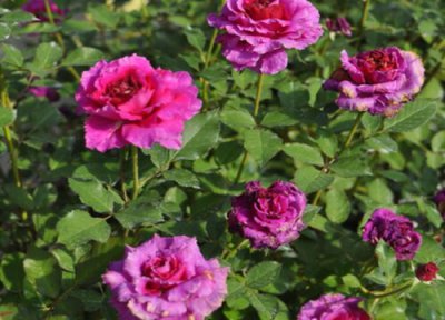 月季几月份嫁接最好 蔷薇嫁接树状月季花的最佳季节