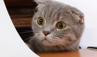 猫狗能一起养吗 猫狗可以一起养吗