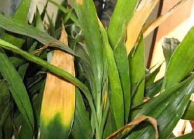 花卉黄叶是什么原因 辨别花卉黄叶原因