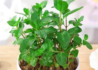 迷迭香喜阴还是喜阳 迷迭香喜阴还是喜阳光的植物