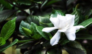 室外养殖微型植物有哪些 有哪些室外养殖微型植物