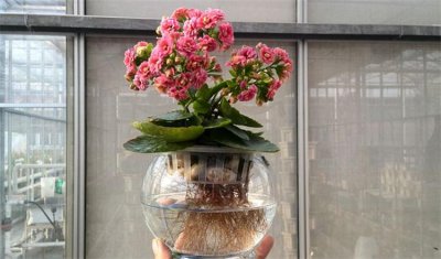 长寿花可以水培吗 长寿花水培的步骤与方法介绍