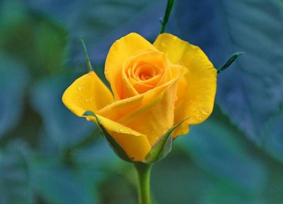 玫瑰花能放卧室吗 玫瑰花可以放卧室吗