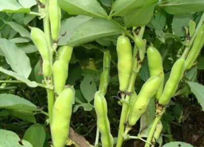 华北地区适合种植蚕豆吗 华北蚕豆种植时间和方法